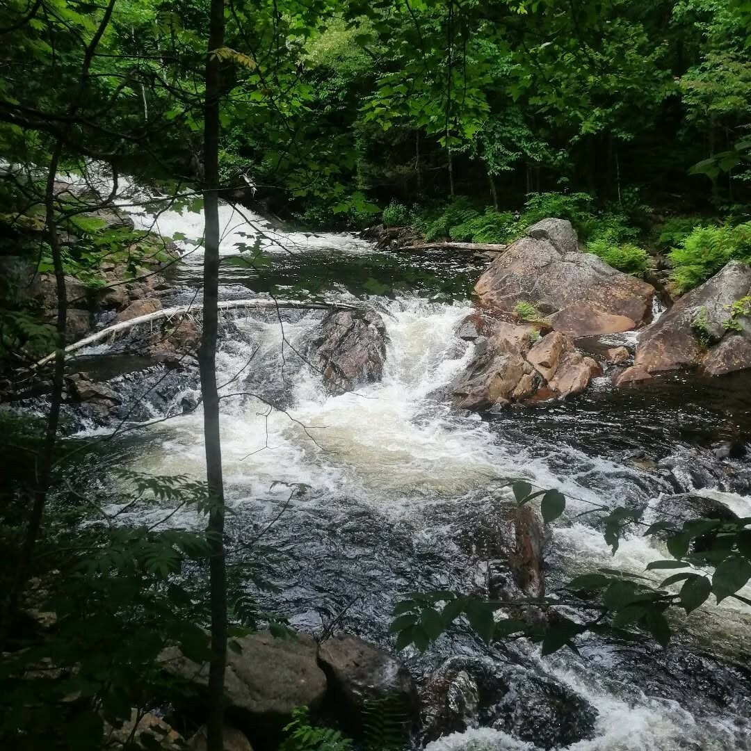 Foaming rapid with rocks, surrounded by forest trees