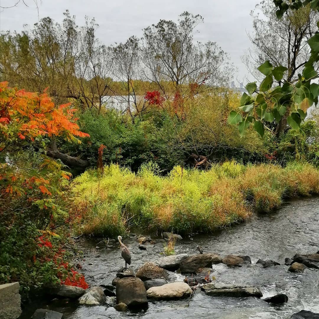 A heron on a rock in water in the right corner. Behind it, colorful grass and bushes (orange, lime, yellow, green), and trees without leaves