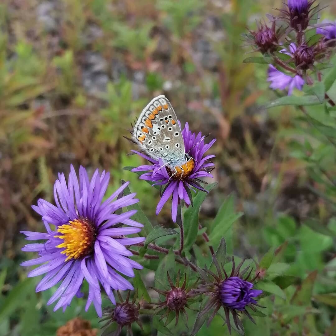 A small, blue butterfly with dots and orange line on the wing, sitting on a purple Aster novae anglicae flower. Blurred green nature in background.