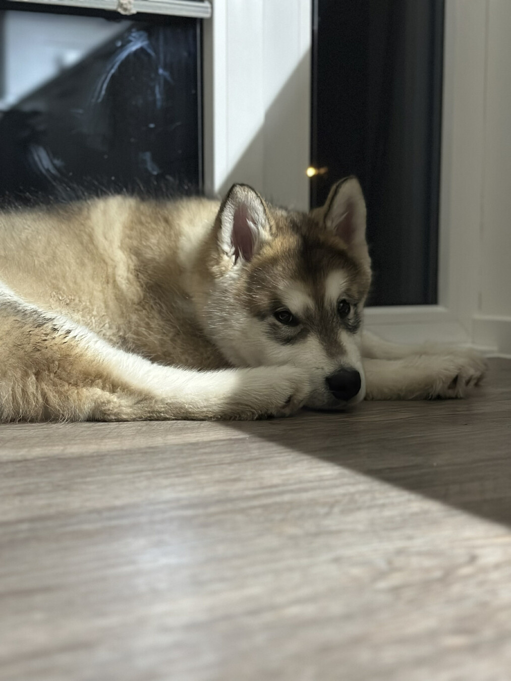A fluffy Alaskan Malamute is lying on a wooden floor in front of a glass door, resting its head on its front paws. The soft light casts a warm shadow across the floor, creating a calm and peaceful atmosphere.