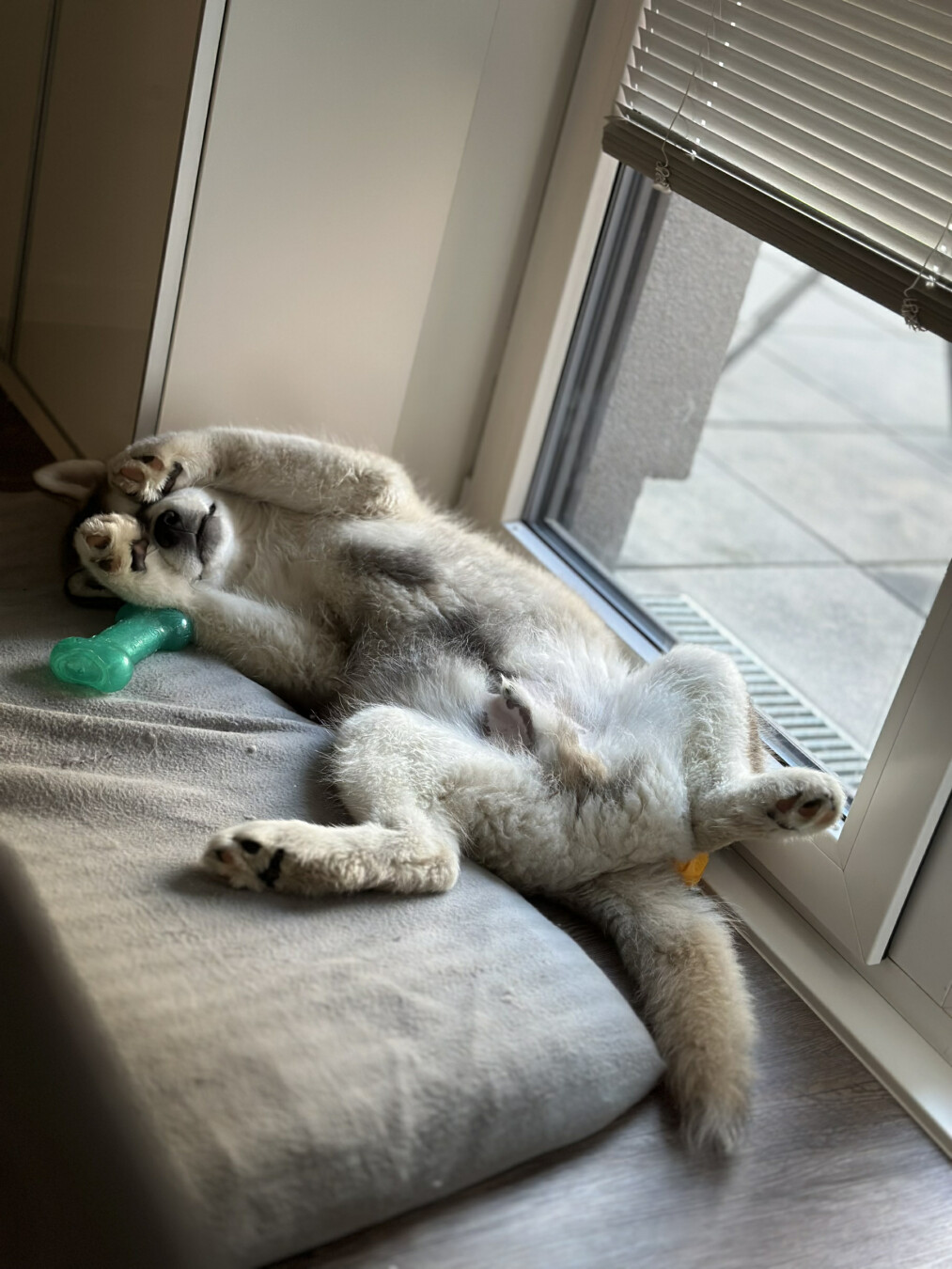 A fluffy Alaskan Malamute puppy lying on its back in a very relaxed and playful position. The puppy is resting on a soft, light-colored cushion next to a large glass door, through which some sunlight comes in. One of its front paws is raised over its face, as if it's playfully covering its eyes, and its back legs are comfortably sprawled out. Near the puppy is a green rubber bone toy, adding to the playful and cozy vibe. The puppy looks content and safe, enjoying a lazy moment indoors.