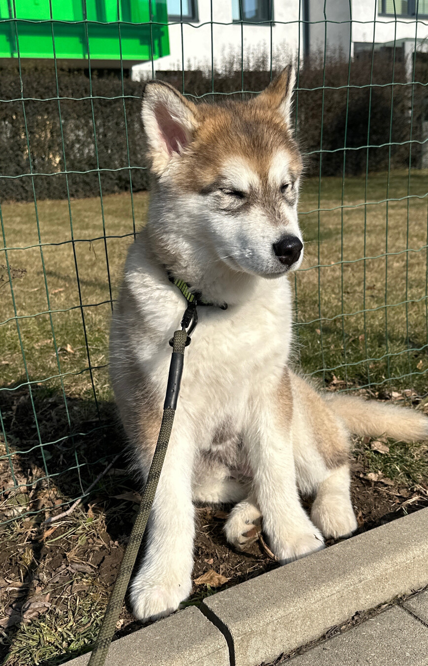 This is a photo of a young, fluffy malamute puppy sitting calmly on the edge of a sidewalk next to a patch of grass and dirt. The puppy has a thick, light-colored coat with tan and gray markings, pointy ears, and a curled tail. Its eyes are closed, giving it a peaceful or sleepy expression, as if enjoying the warmth of the sun. The puppy is wearing a green and black collar attached to a leash. Behind it, there's a green wire fence, and in the background are buildings, some greenery, and a modern-looking white structure with bright green accents. The scene is well-lit by sunlight, suggesting it’s a clear, pleasant day.