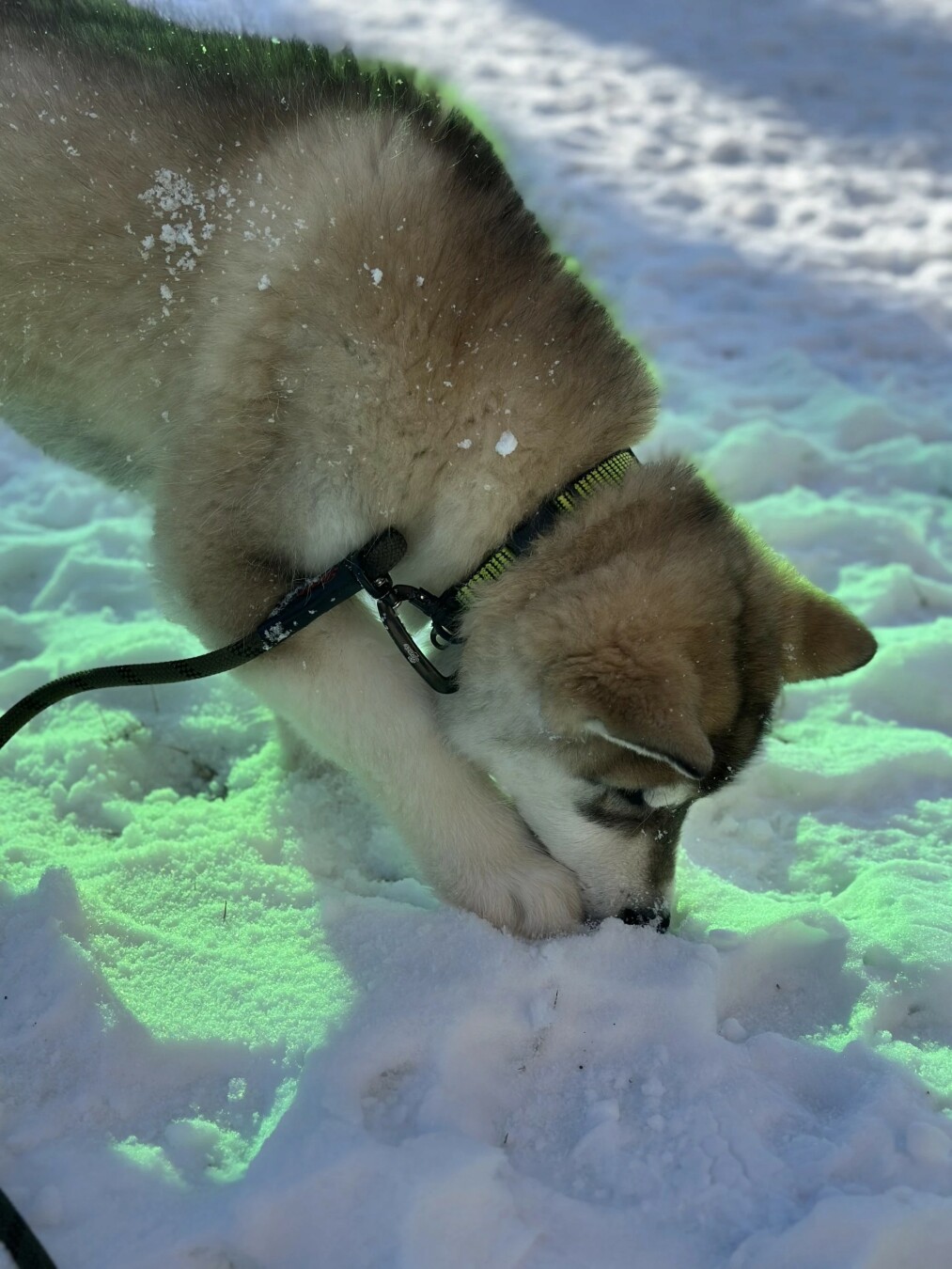 A white and red Malamute puppy leaned its nose into the snow. Behind it is snow, on which the sun shines through a green balcony.