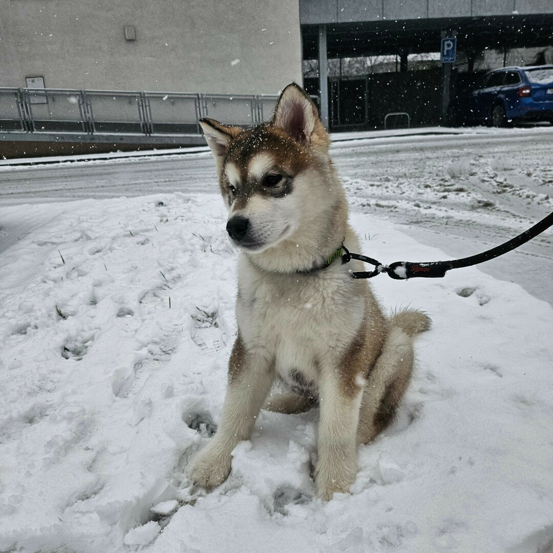 White and red Malamute puppy sits on a snow-covered lawn near the house. Snow falls and remains on the fur.