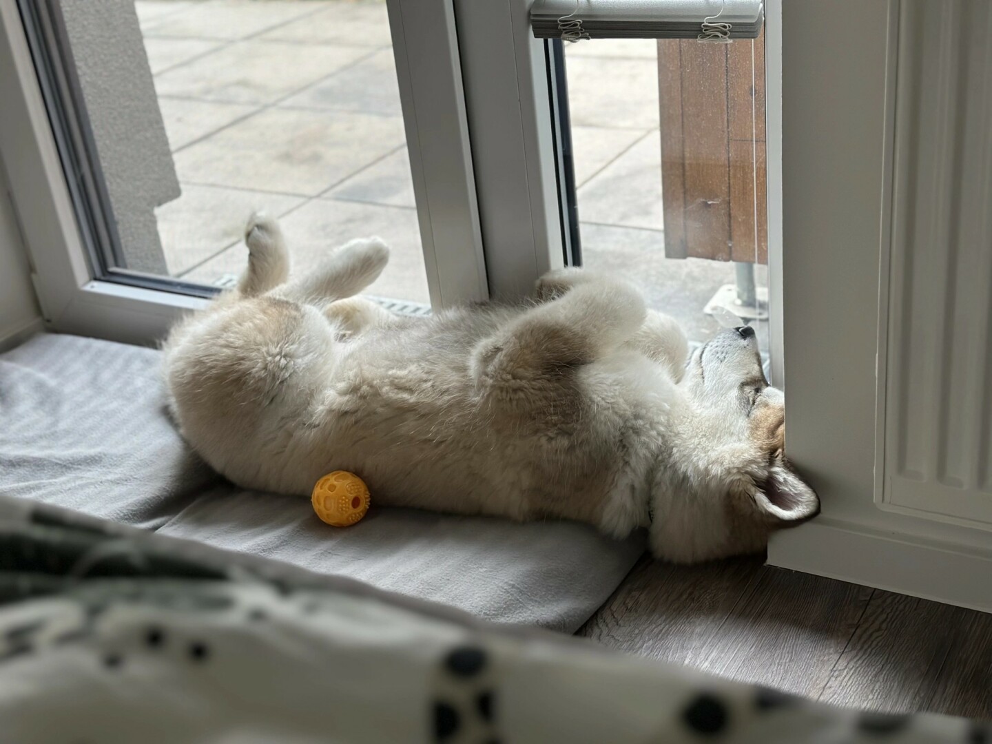 A fluffy Alaskan Malamute is lying on its back near a glass door, resting its head against the frame. Its legs are relaxed, and a yellow ball toy is nearby on a soft mat. The dog appears peaceful, enjoying a cozy indoor spot with natural light coming through the window.