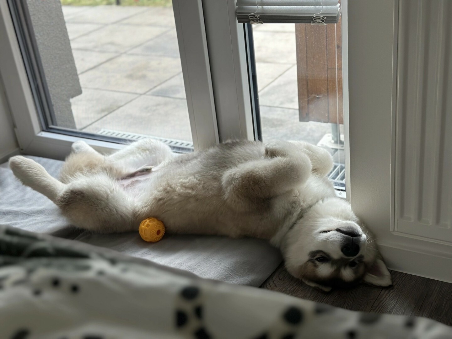 A fluffy Alaskan Malamute is lying on its back near a glass door, resting its head against the frame. Its legs are relaxed, and a yellow ball toy is nearby on a soft mat. The dog appears peaceful, enjoying a cozy indoor spot with natural light coming through the window.