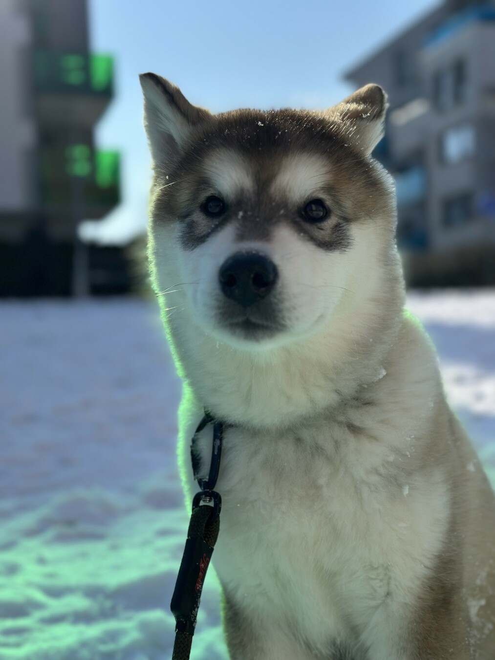 A malamute puppy with a black mask looks confusedly into the camera while sitting in the snow on a sunny day.