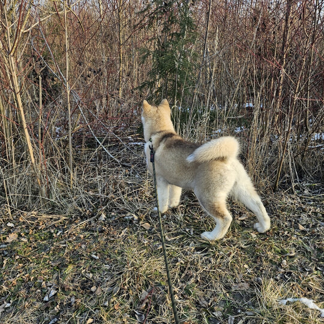 A malamute puppy stands on all fours with its back to the camera and looks into an autumn forest overgrown with old grass.