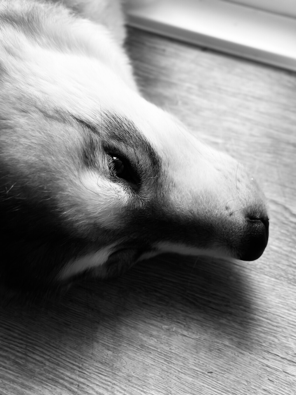 A close-up black and white photo of a dog's face lying sideways on a wooden floor, with light falling softly on its fur.