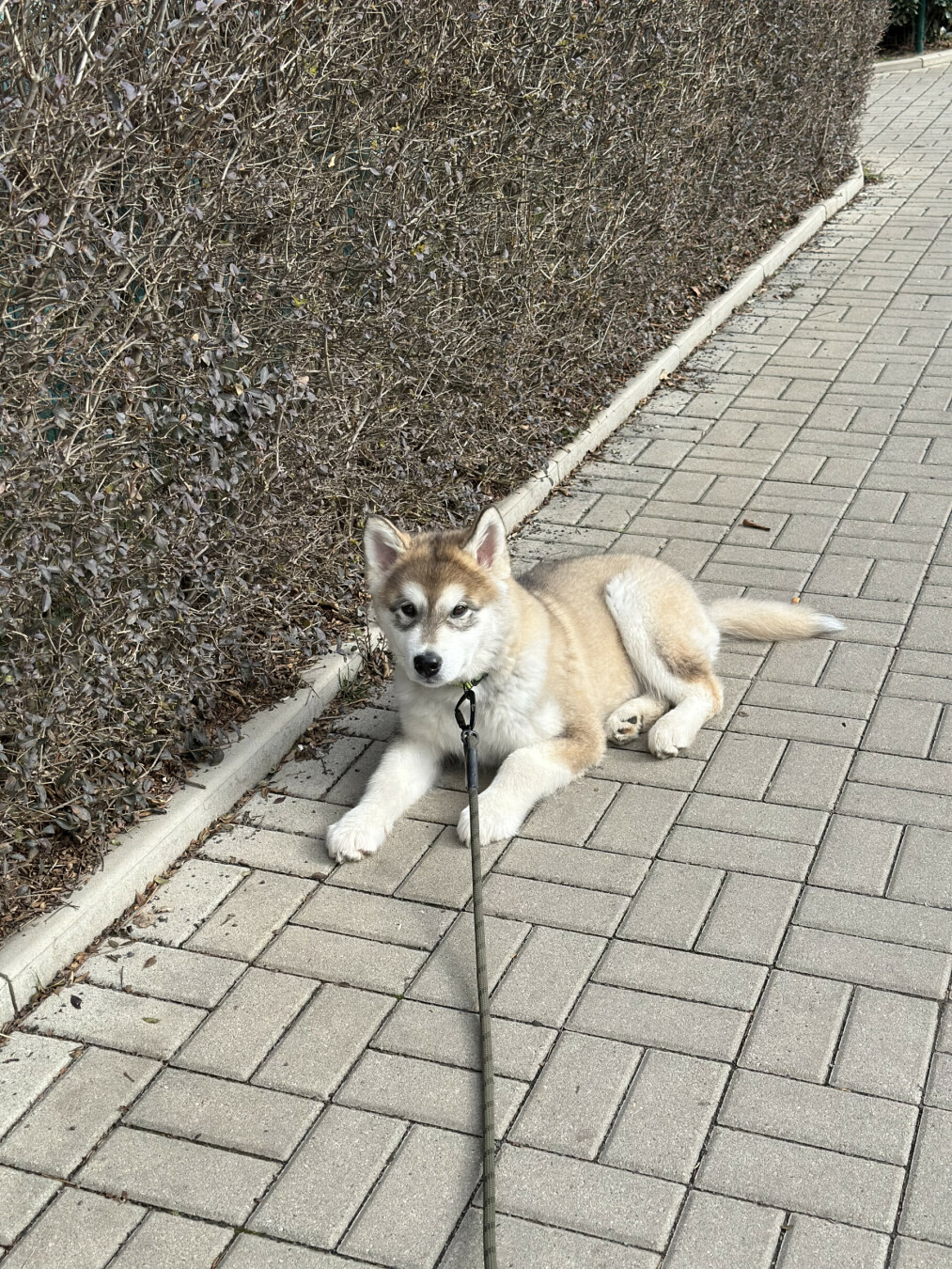A young Alaskan Malamute with a fluffy tan and white coat, is lying on a paved sidewalk, calmly facing the camera. A leash is attached to his collar. Behind him is a tall hedge with dry brown branches, and the weather looks bright and mild.