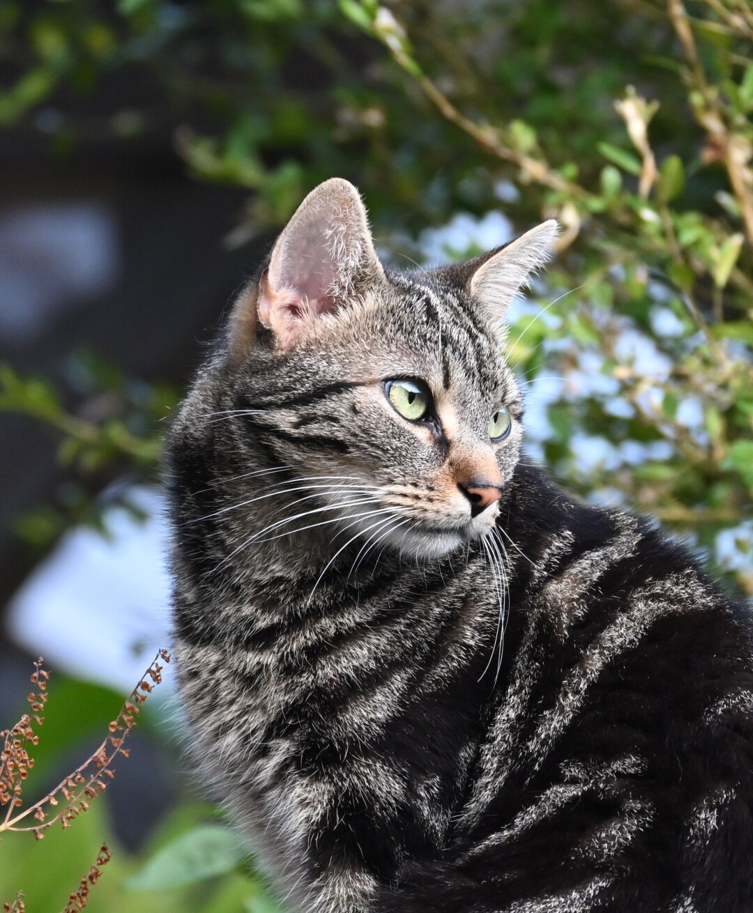 A close-up portrait of a tabby cat with green eyes looking to the side. The cat is positioned in front of a blurred background of green foliage.
