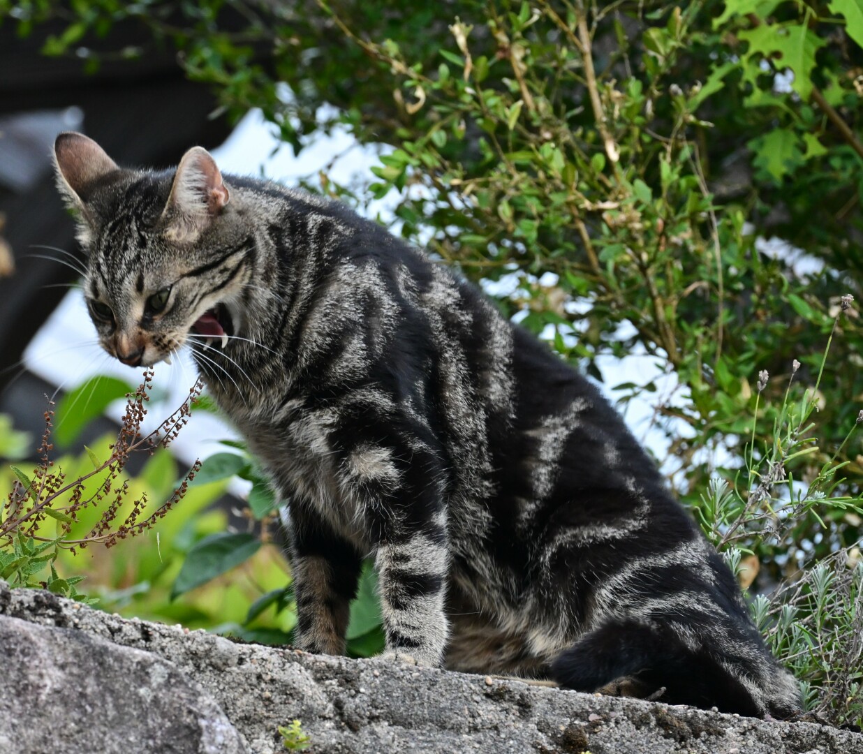 A tabby cat sits on a stone wall and yawns, showing its sharp teeth and pink tongue. Green foliage is visible in the background.