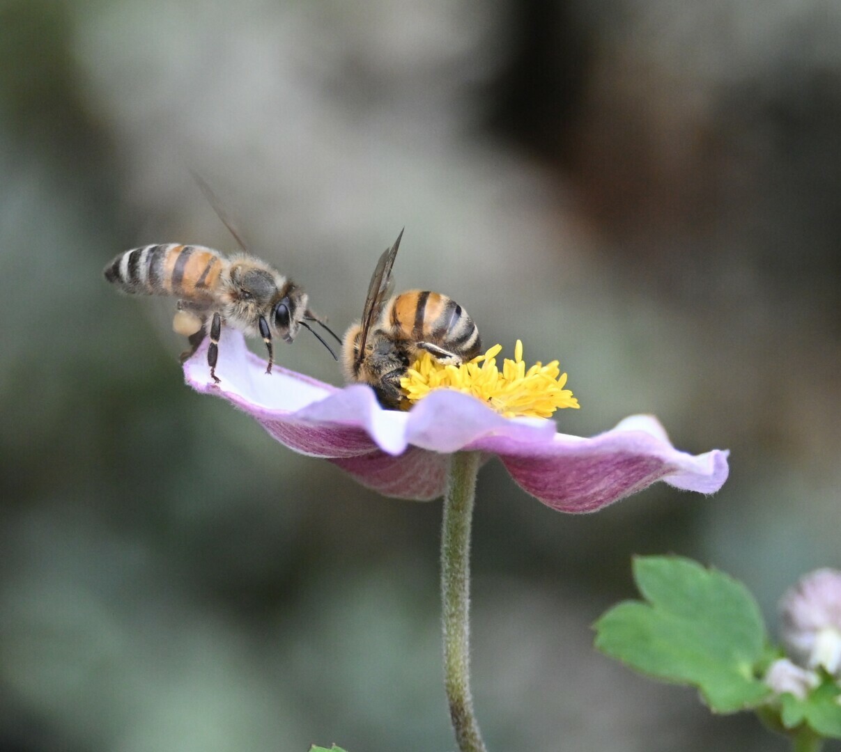 Two bees are on a pink and purple flower with a yellow center. One bee is on the petal, and the other is on the flower's center.