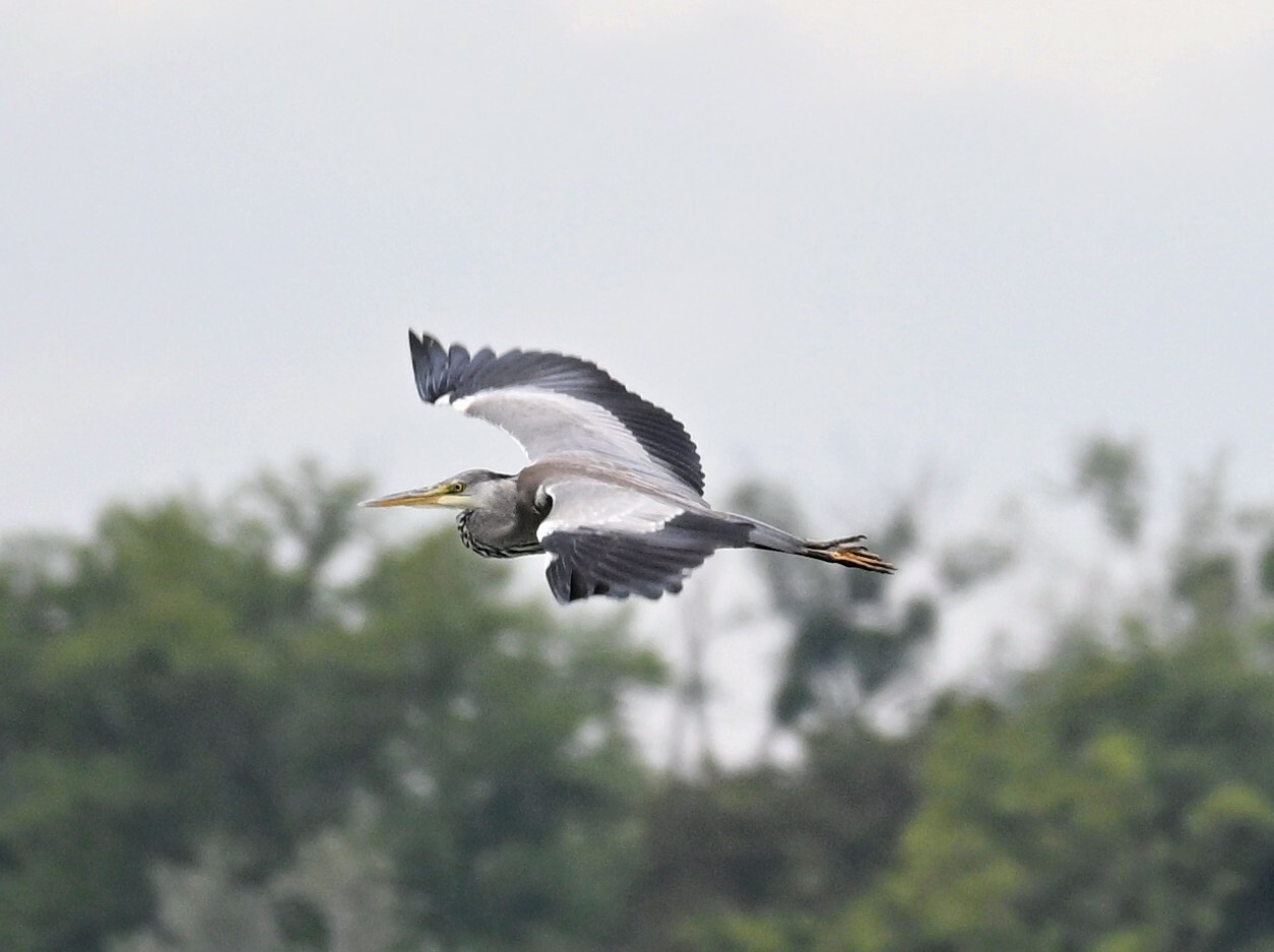 A gray heron flies with its wings spread against a hazy sky. Blurred green trees form the background below the bird.