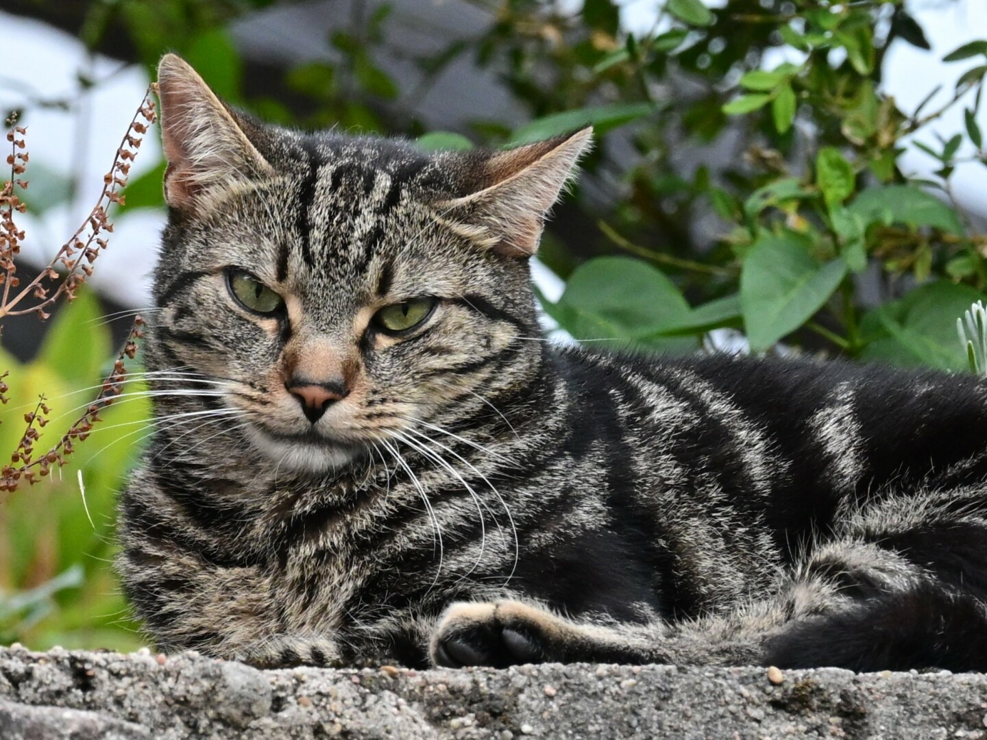 A tabby cat with green eyes lies on a stone ledge, with greenery in the background. The cat is looking towards the viewer.