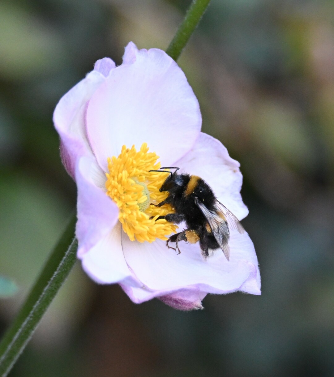 A bumblebee is collecting pollen from a pale purple flower with a bright yellow center. The background is softly blurred, emphasizing the insect and the bloom.