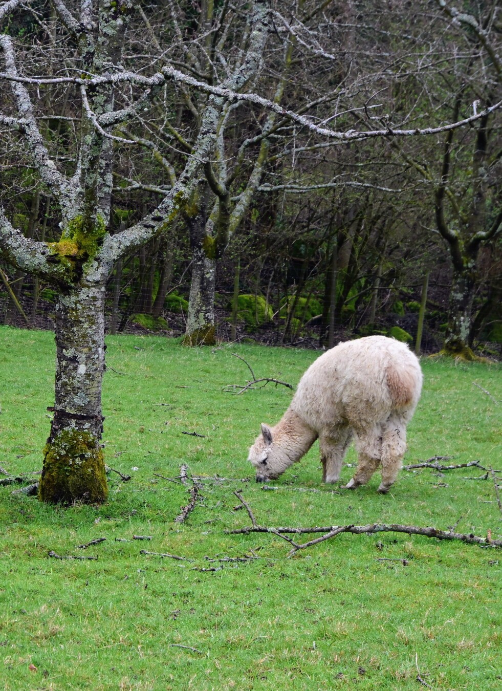 A fluffy light-colored alpaca grazes in a green grassy field near a bare tree. The background features a dark forest.