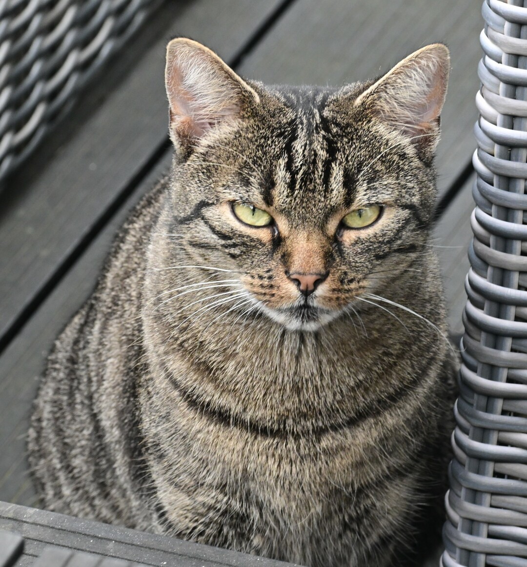 A tabby cat with green eyes is sitting outdoors on a wooden deck. The cat is facing forward and looking directly at the camera.