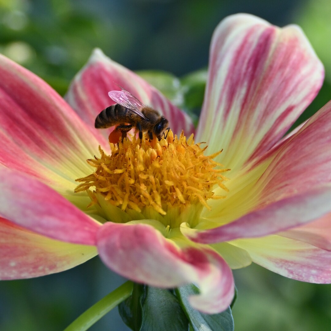 A bee is collecting pollen from the center of a pink and yellow flower. The flower has delicate petals with streaks of pink and yellow.