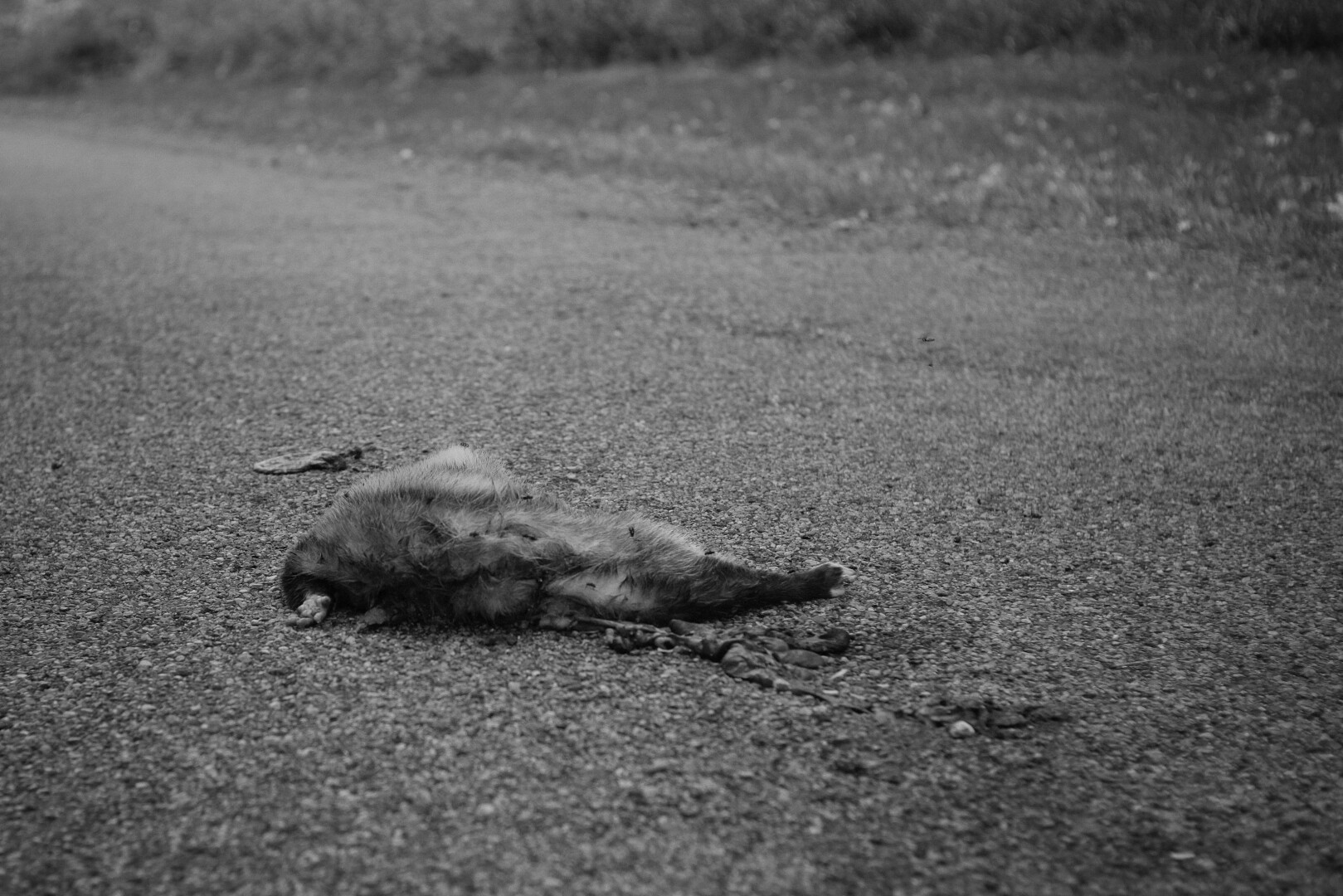 opossum on the road