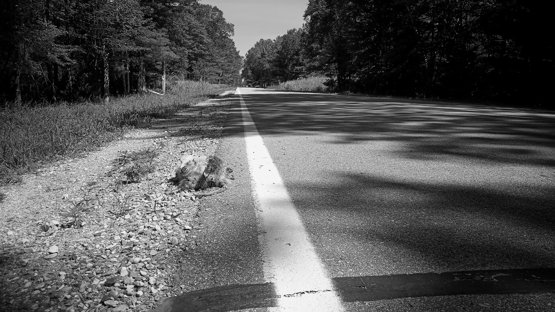 opossum on the side of a road