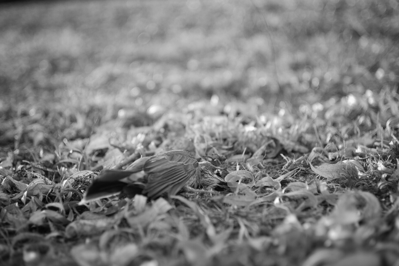 American robin along a greenway trail
