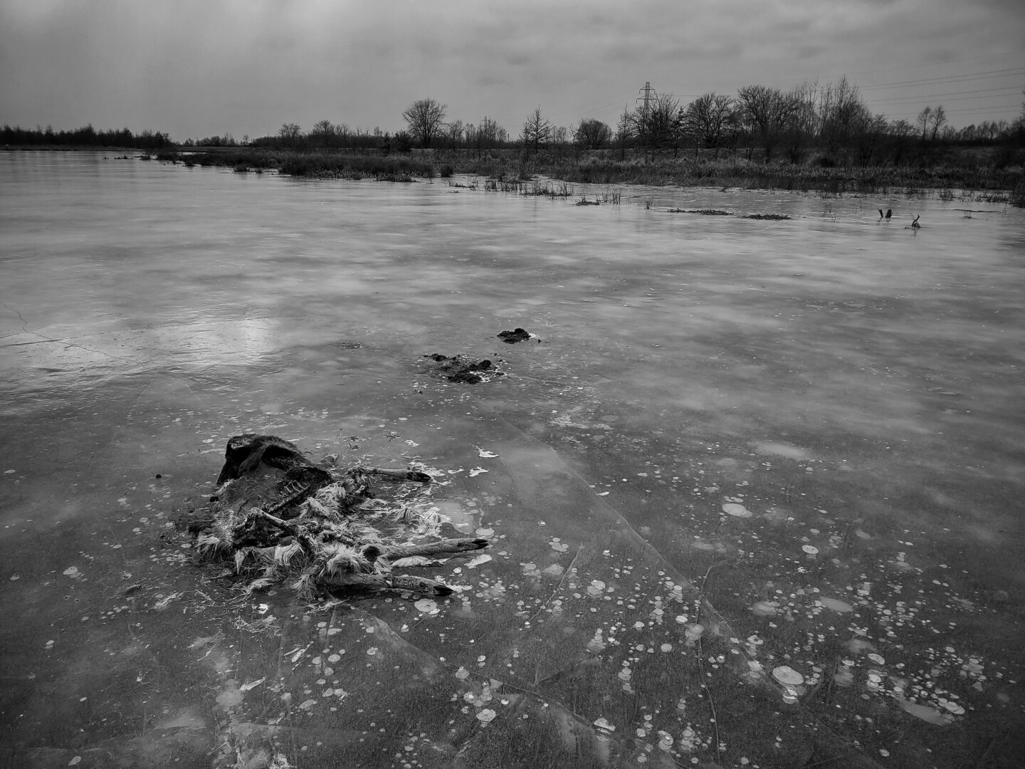 white-tailed deer frozen in a pond