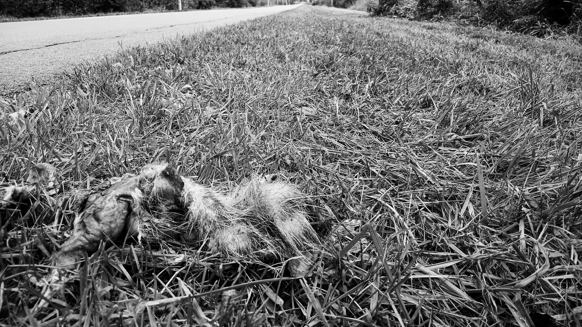 opossum in grass by a road
