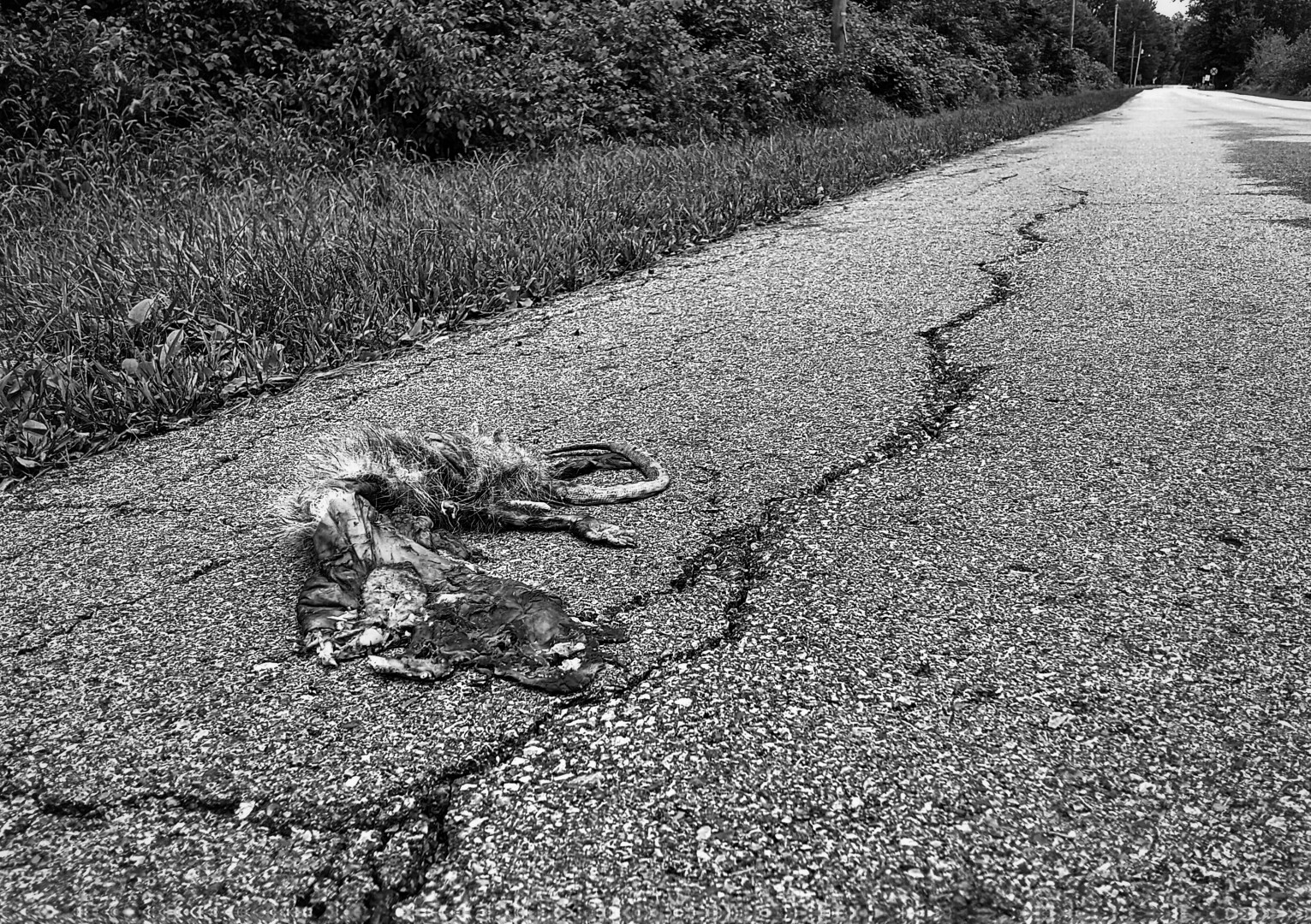 opossum road kill