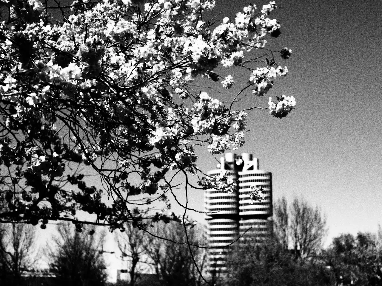 Kirschblüten in München. Vergangenen Sonntag war ich im Olympiapark unterwegs um zu fotografieren. #münchen #bmw #bw #sw #swfotografie
